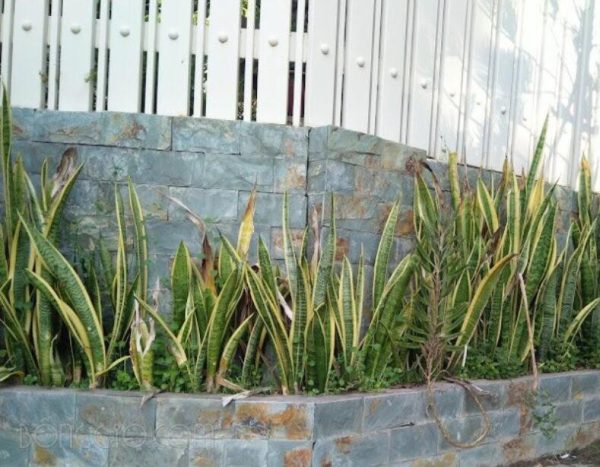 Đá xanh hải dương dỉ sét - Ảnh 3